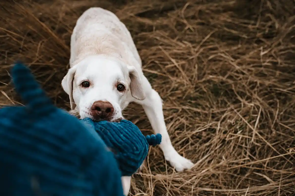 Fotograf Chemnitz Leipzig Dresden Hundeshooting Pfotenliebe